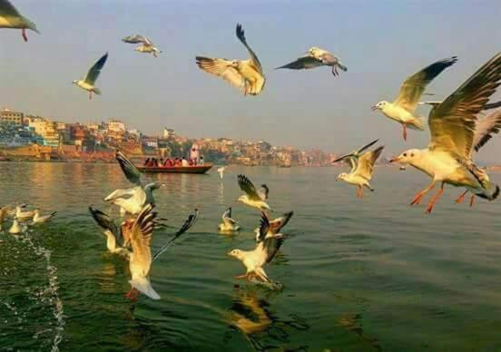 Shiva Ganges View Guest House Varanasi Eksteriør billede